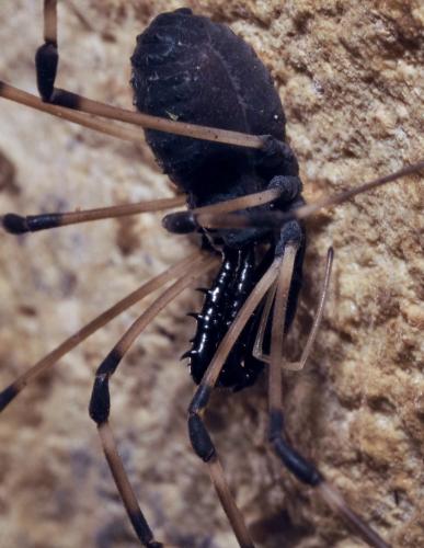 Réf. 295 727 : Ischyropsalis nodifera